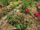 Cheerfully Yours rose photo