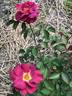 Cheerfully Yours rose photo