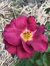 Cheerfully Yours rose photo