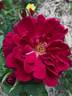 DPG-240215-1X rose photo