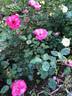 Flappy rose photo
