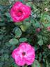 Flappy rose photo