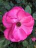 Flappy rose photo