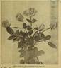 Blumenschmidt rose photo