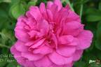 David Thompson rose photo