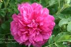 David Thompson rose photo