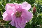 Delicata rose photo