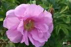 Delicata rose photo
