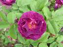 Marbrée Violette rose photo