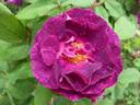 Marbrée Violette rose photo