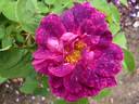 Marbrée Violette rose photo