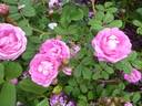 Green Beatle rose photo