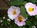 St. Nicholas rose photo