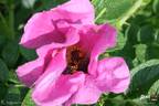 Rubra rose photo