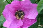 Rubra rose photo