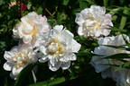 Boule de Neige peony photo