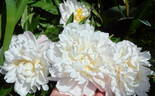 Boule de Neige peony photo