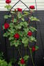 Hope for Humanity rose photo