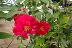 Henry Kelsey rose photo
