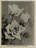 Miss Alice de Rothschild rose photo