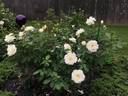 Macy's Pride™ rose photo