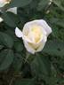 Macy's Pride™ rose photo
