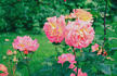 Bayreuth rose photo