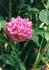 Velours Épiscopal rose photo