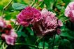 Velours Épiscopal rose photo