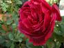 Étincelante rose photo