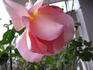Canterbury rose photo