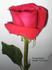 Rouge Baiser rose photo