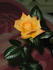 Amber Sunset rose photo