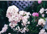 Lady Carolina rose photo