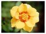 Halo Sunrise rose photo