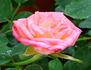 Tangerine Twist rose photo