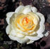 SunQueen rose photo