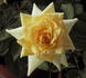 SunQueen rose photo