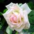 Memphis Queen rose photo
