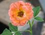 Apricot Summer rose photo