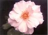 Blue Ice ™ rose photo