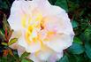 Lewiston rose photo