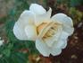 Darling Annabelle rose photo