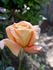 Just Dreamy rose photo