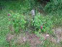 Robert le Diable rose photo
