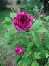 Robert le Diable rose photo