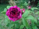 Robert le Diable rose photo