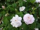 Celina Dubos rose photo