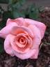 Tiki rose photo