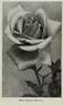 Madame Derepas-Matrat rose photo